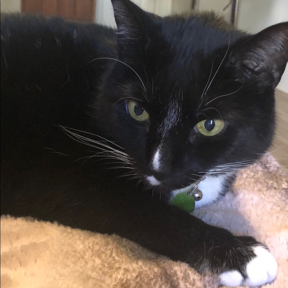 Meet your Posher, Tanya - Picture 1 of 1